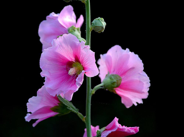 蜀葵的花语是什么？蜀葵的寓意和象征