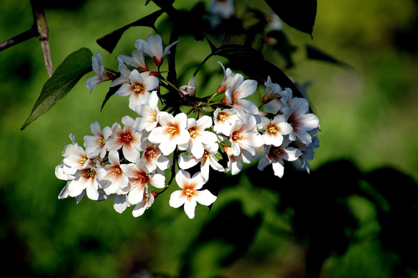 油桐花的花语是什么？油桐花的寓意和象征