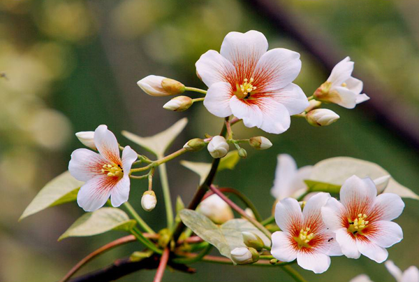 油桐花