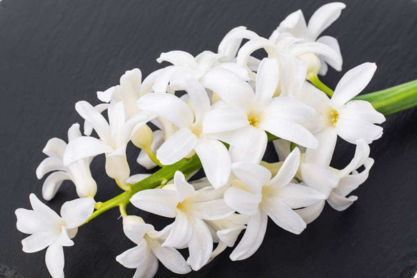 白色风信子的花语是什么？白色风信子的寓意和象征