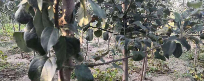 紫巴梨苗价格多少钱一棵