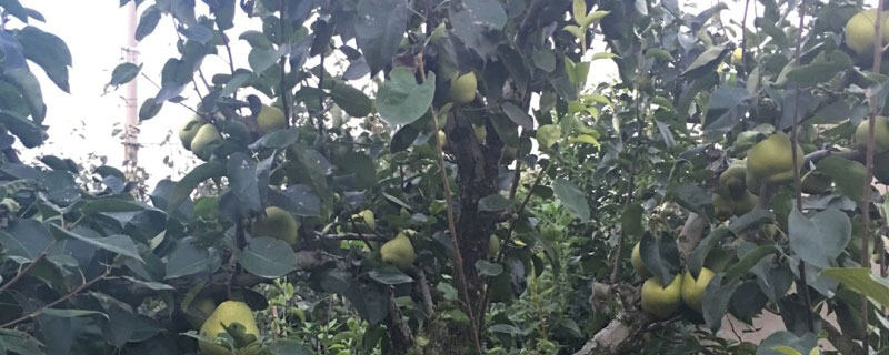 玉露香梨树苗多少钱一颗