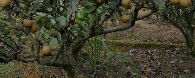 圆黄梨苗多少钱一颗