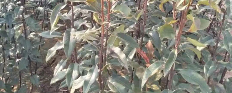 柱状梨苗价格多少钱一棵