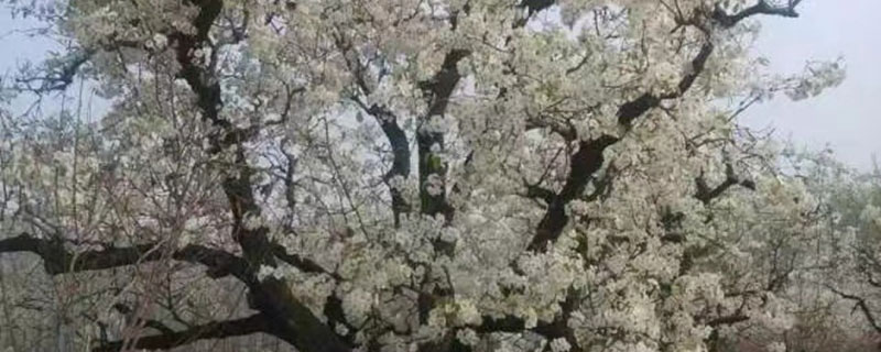 夏玉梨苗价格多少钱一棵 夏玉梨苗价格多少钱一棵