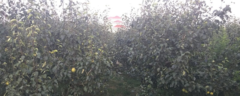 新梨7号梨树苗价格多少钱一棵