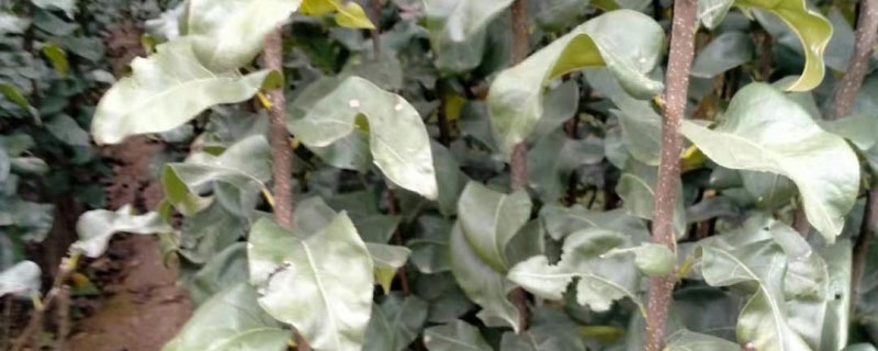 雪花梨苗价格多少钱一棵