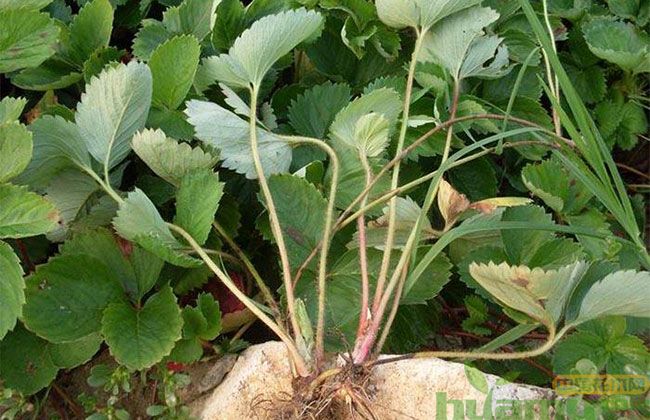 烟台甜宝草莓苗批发 烟台甜宝草莓苗批发