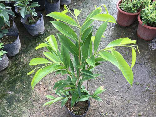沉香苗多少钱一颗？沉香树树苗价格行情