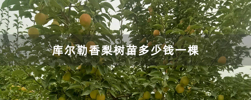 库尔勒香梨树苗多少钱一棵