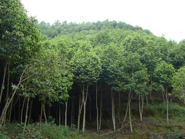 沉香树