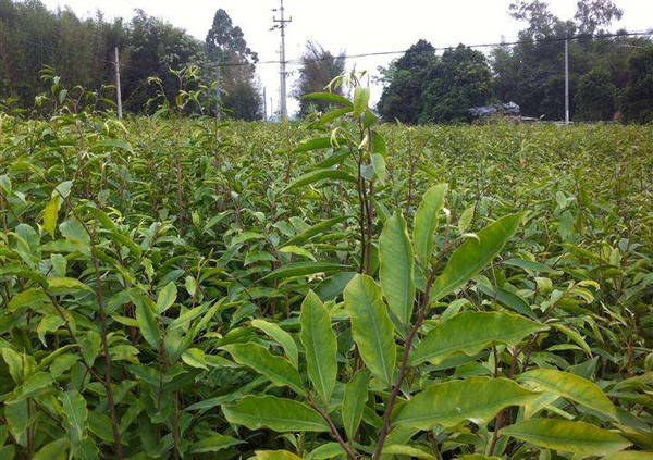 沉香树多少钱一棵？沉香树苗价格行情