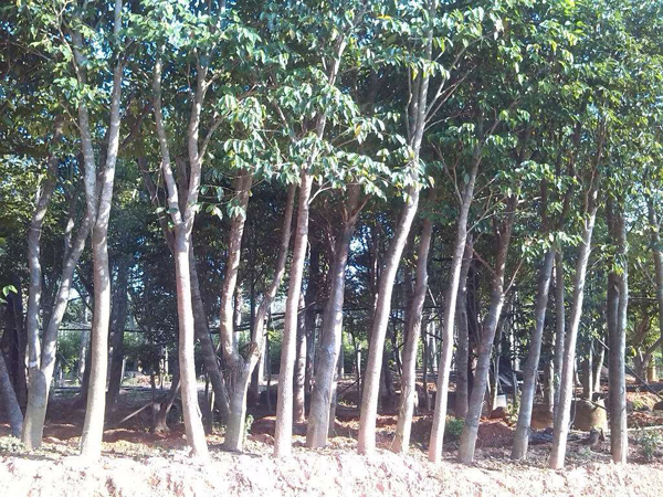 沉香树