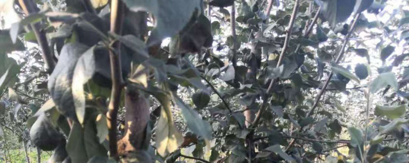 黄冠梨树苗价格多少钱一棵