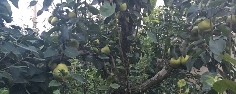 金果梨苗价格多少钱一棵