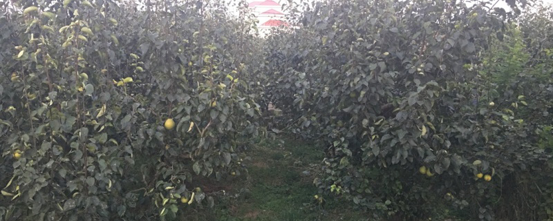京白梨树苗多少钱一棵