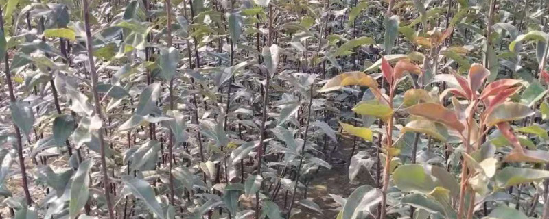 红南果梨树苗价格多少钱一棵
