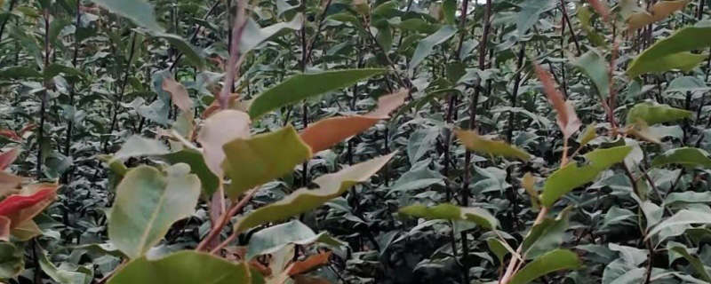 红啤梨苗价格多少钱一棵