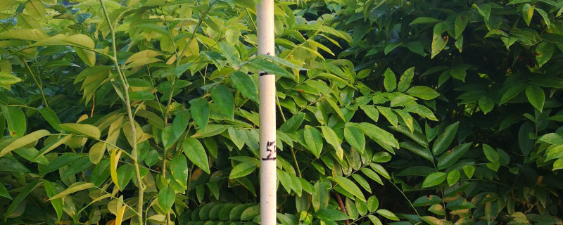 宝珠梨苗价格多少钱一棵