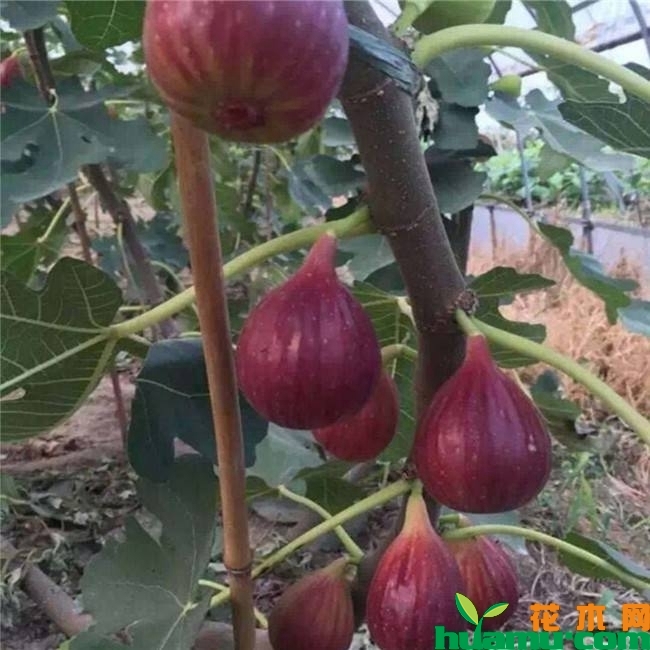 波姬红无花果苗高清图片