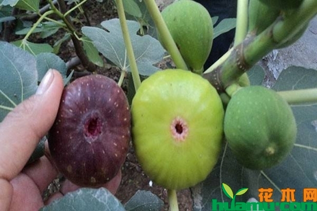 波姬红无花果