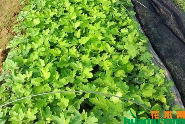 紫陶芬无花果苗多少钱一株