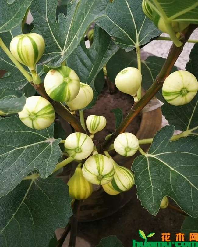 华丽无花果苗价格