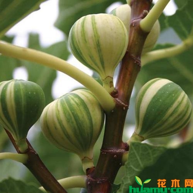 华丽无花果苗