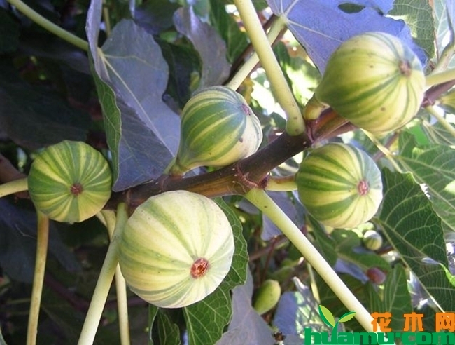 华丽无花果苗.jpg