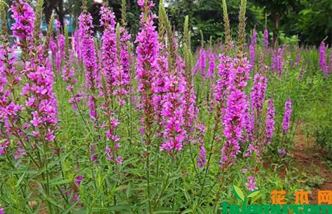 千屈菜价格 千屈菜价格