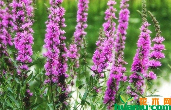 千屈菜价格表 千屈菜价格表