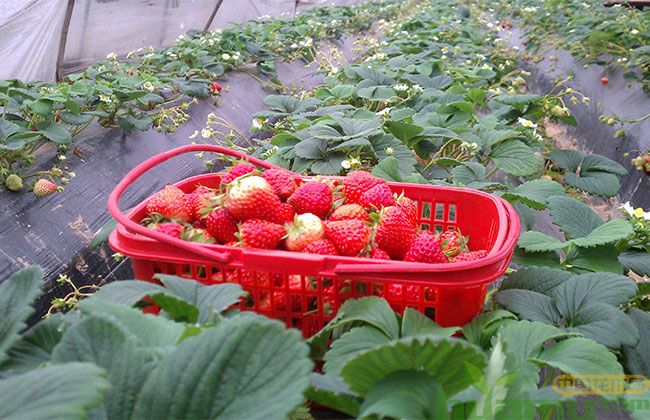 青岛甜宝草莓批发价格 青岛甜宝草莓批发价格