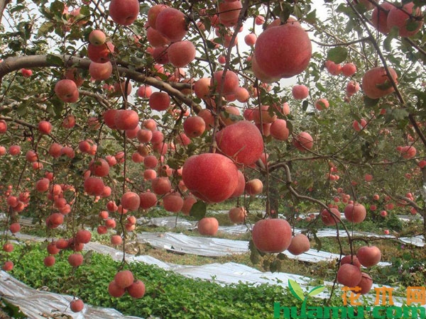 苹果园
