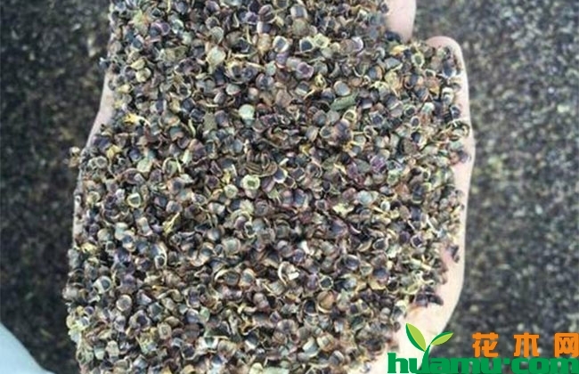 大花金鸡菊种子多少钱一斤? 大花金鸡菊种子多少钱一斤?