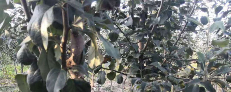 奥红一号红梨苗价格多少钱一棵