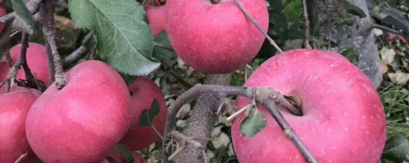 世界一号苹果树苗