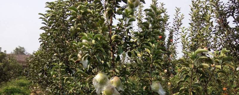 瑞阳苹果苗