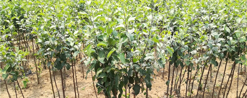 瑞香红苹果苗价格多少钱一棵