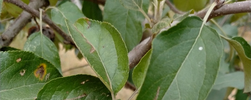 润太一号柱状苹果苗价格多少钱