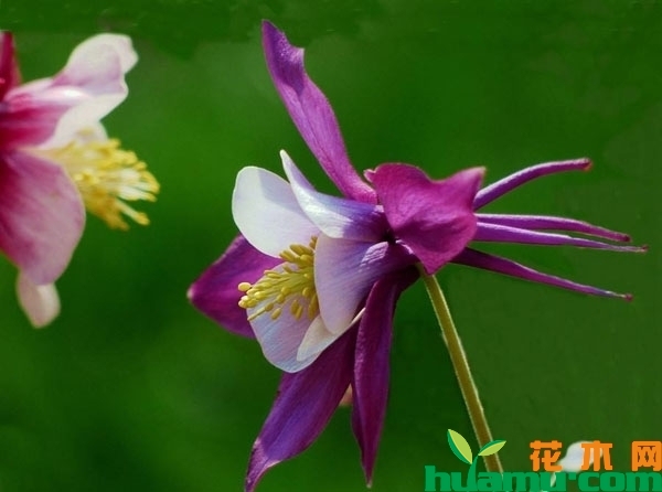 大花耧斗菜
