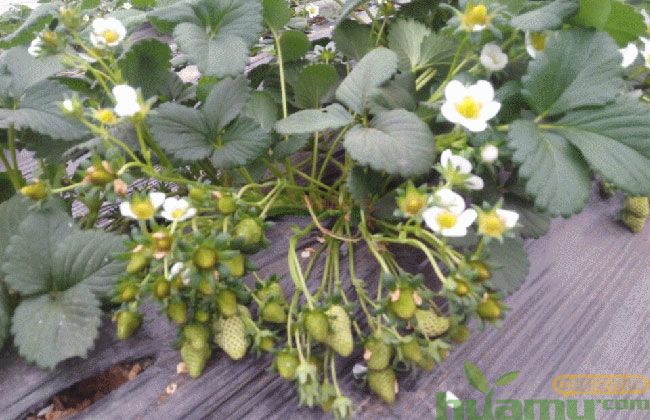 青岛甜宝草莓批发价格 青岛甜宝草莓批发价格