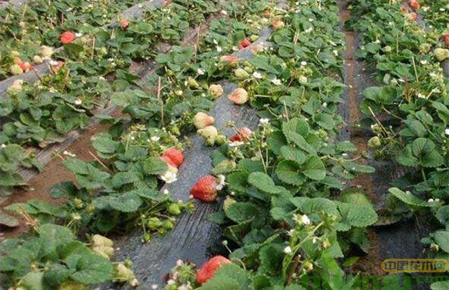 青岛甜宝草莓批发价格 青岛甜宝草莓批发价格