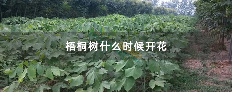 梧桐树什么时候开花