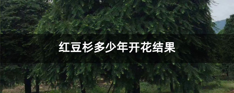 红豆杉多少年开花结果