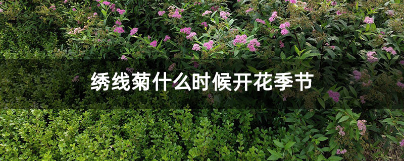 绣线菊什么时候开花季节