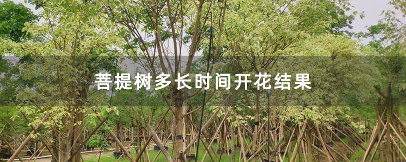 菩提树多长时间开花结果