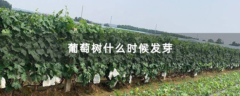 葡萄树什么时候发芽