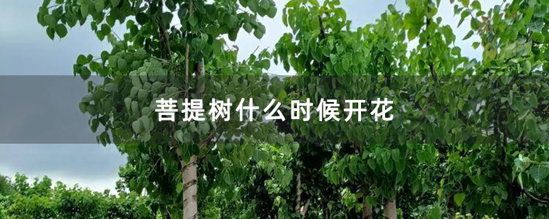 菩提树什么时候开花