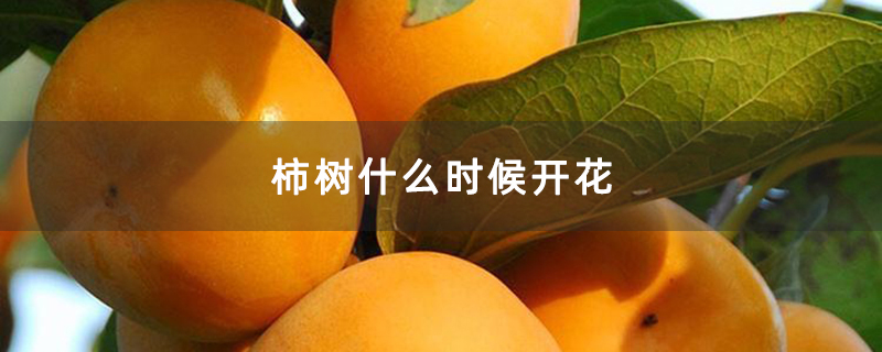 柿树什么时候开花