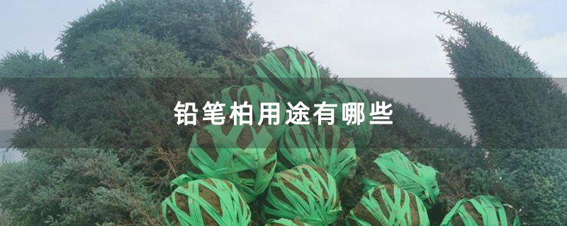 铅笔柏用途有哪些